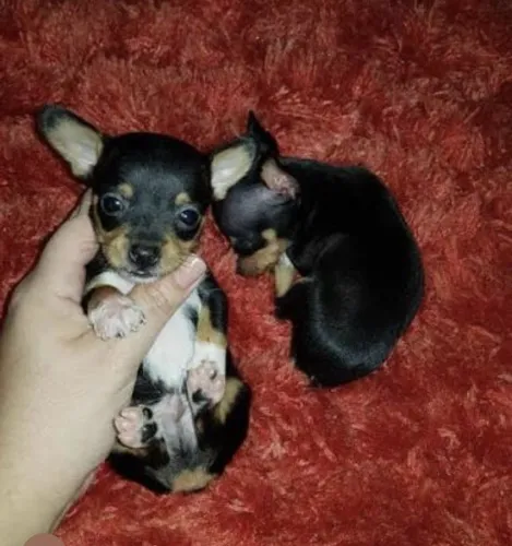 Pincher pequeno na cor preta, divido no cartão em até 12x