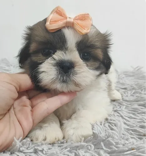 Shih tzu | Entrega imediata