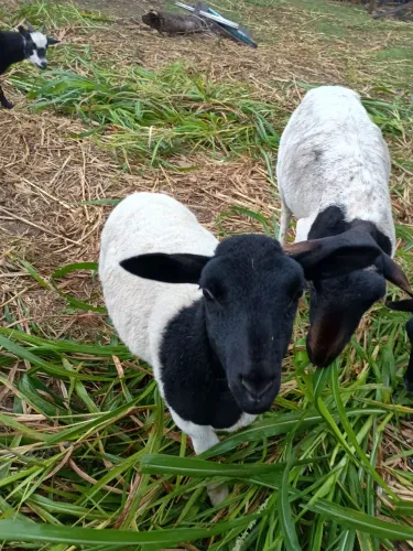 Venda de ovelha e carneiro 2 fêmea e 1 macho