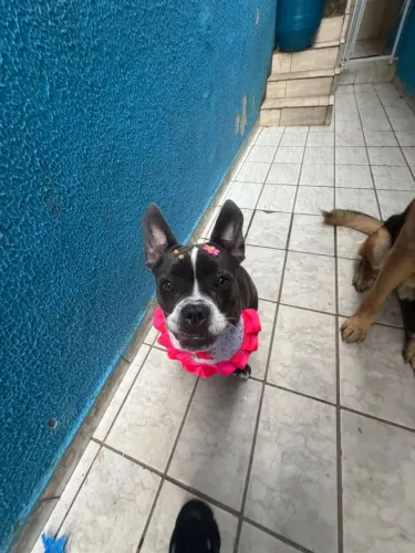 Cachorra American Billy