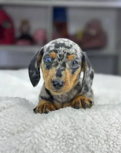 Dachshund Arlequim Mofados Lindos