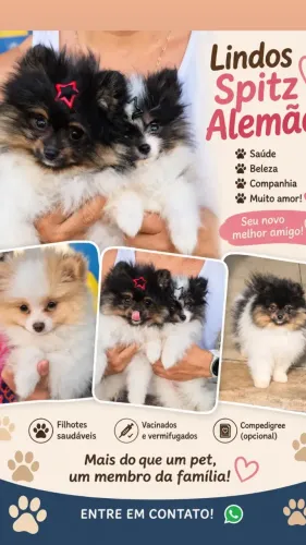 Spitz Alemão - Lulu da Pomerânia