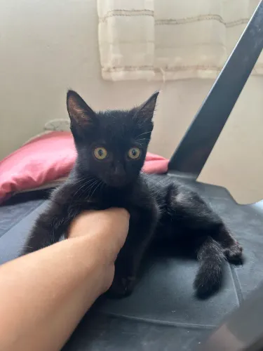 Filhote de gato fêmea