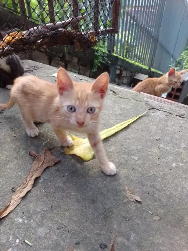 Gatos