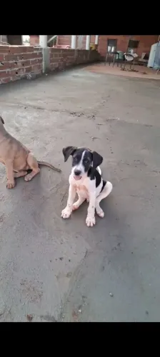 DOAÇÃO CACHORRO *
