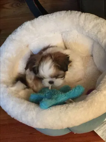 Shih Tzu Prepare a casa e o coração para esse filhote