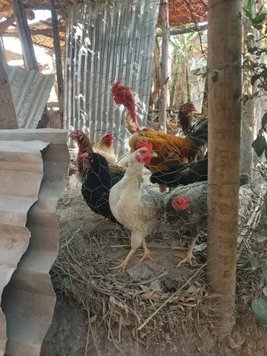 Pente de Ovos de galinha galados 