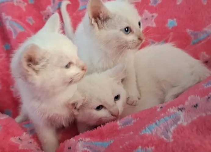 Lindos gatinhos brancos