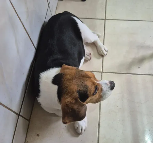 Beagle Mini Machos -8 Meses- Disponíveis - Promoção - Pedigree CBKC Opcional 