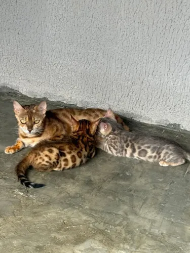 Bengal