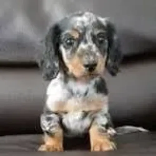 Teckel/Salsicha/Basset: companheiro fiel para todas as rotinas.
