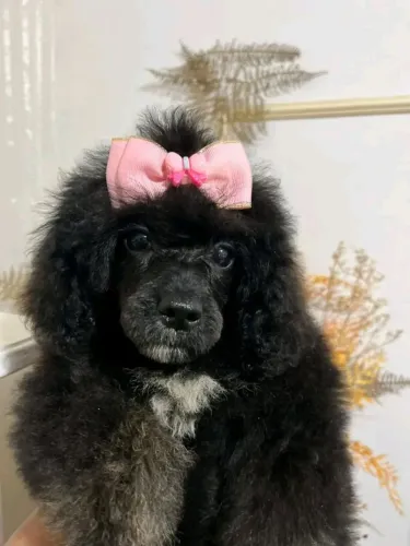 Poodle Toy Fêmea Preta 