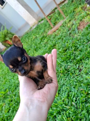 Pinscher zerinho machinho