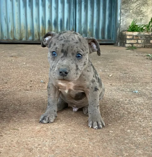 Filhote macho de pit Monster blue Merle