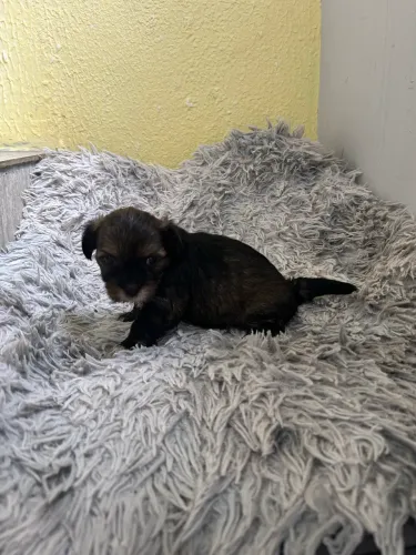 Filhote Lhasa Apso
