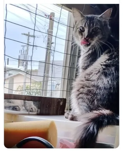 Adote expendido gato peludo dois tons de cinza  gato 8 meses castradinho