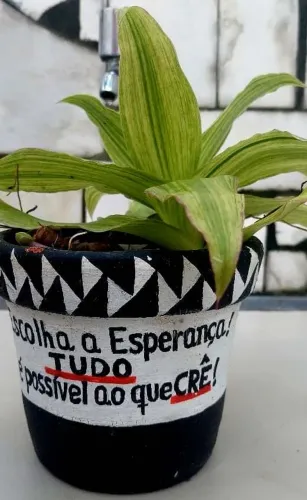 Lindas plantas para venda urgente