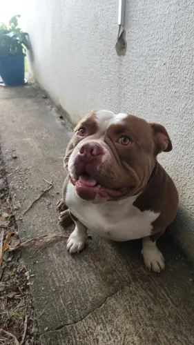 American bully Macho casatrado 