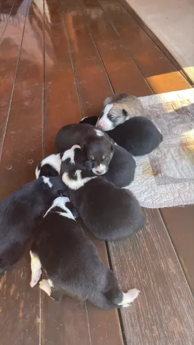 Filhotes de Boder collie pastoreio