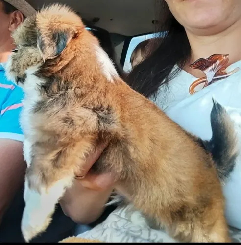 Vendo filhote de Shitzu macho com a primeira dose de vacina