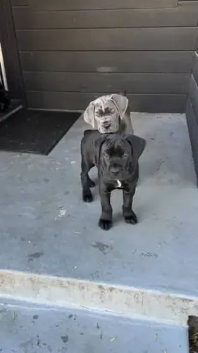 Cane corso filhotes