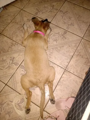 Linda cachorrinha ?