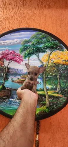 PINSCHER MACHO MINIATURA MINÚSCULO LEGÍTIMO E PERFEITO 1.200 EM ATÉ 10X SEM JUROS.