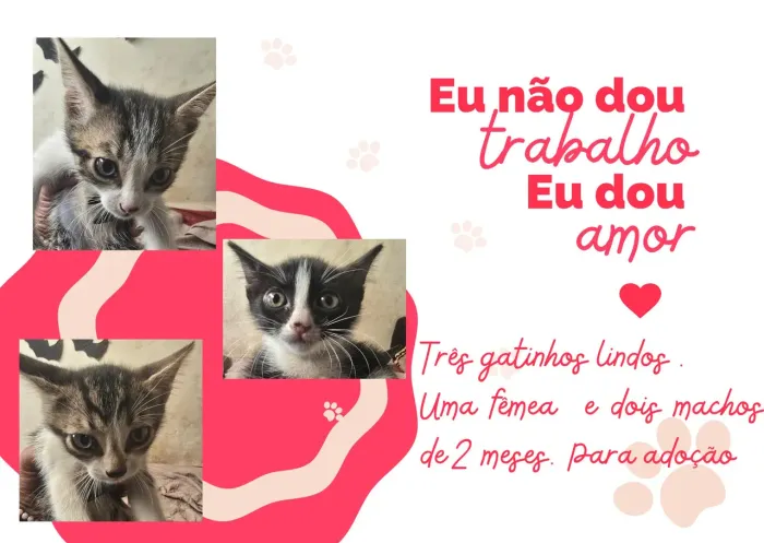 Adote um gatinho