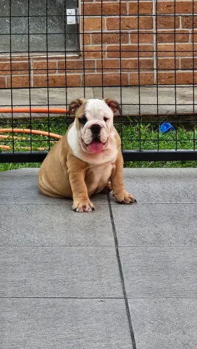 Bulldog Inglês fêmea