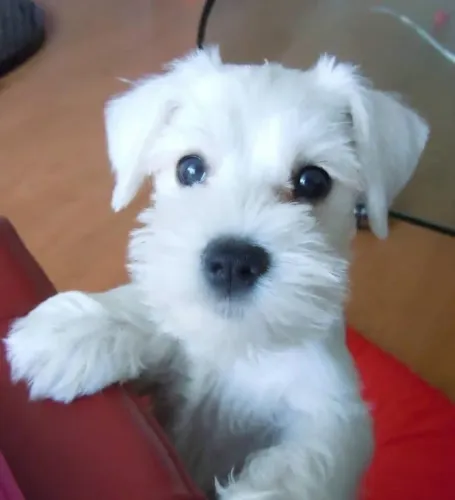 Doação de PET