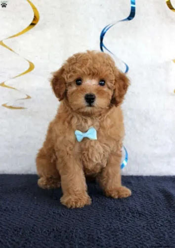 Poodle Toy | Não perca essa fofura 