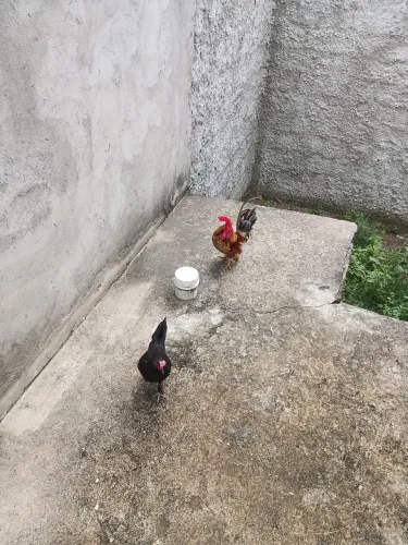 Vendo um casal de galinhas Nagasaki. 