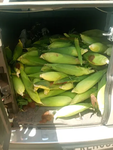 Venda de milho , atacado e varejo