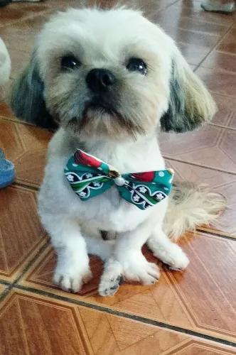 Procuro namorada para meu cachorro 