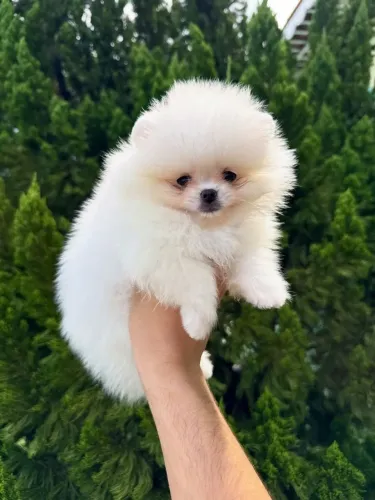 Filhote de Spitz Alemão Anão com Pedigree CBKC, Parcelo em até 12x