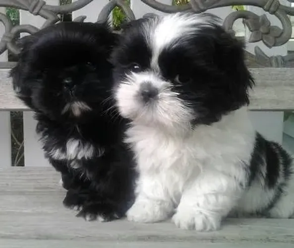 Filhotes de Shih Tzu | Filhotes que conquistam pela doçura!