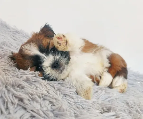 ? O amor tem patas e muito carinho.