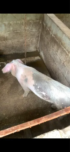 Porca