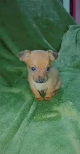 Chihuahua com Pinscher pronta a entrega
