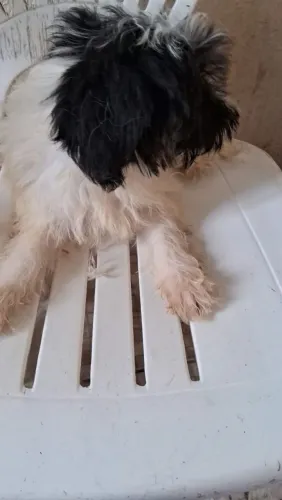 Poodle macho tenho 2
