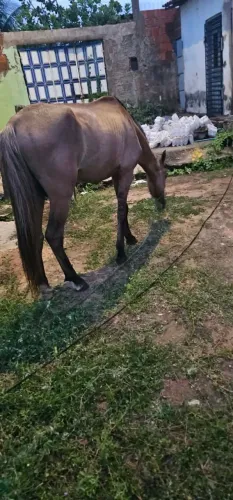 Cavalo de Sela