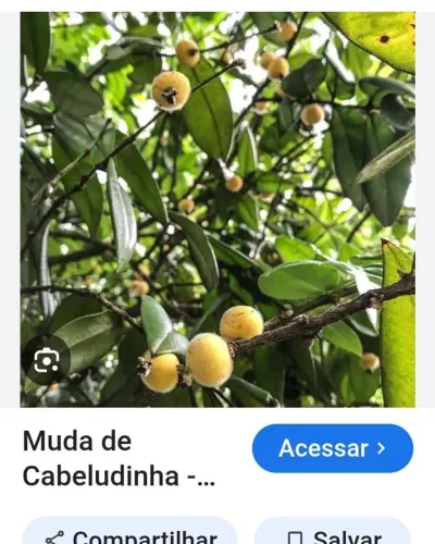 Muda grande de cabeludinha