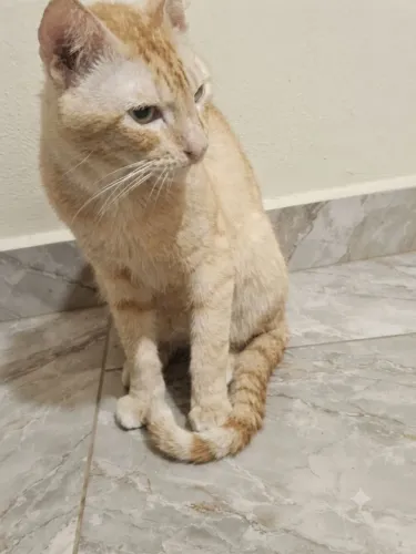 Doação de gatos criados dentro de casa, dóceis e amigos. Não adote, se não tem tempo!!!!