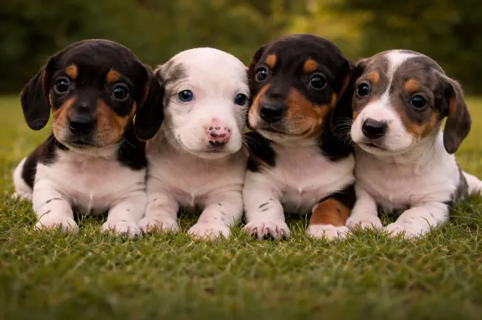 Dachshund! Arlequim