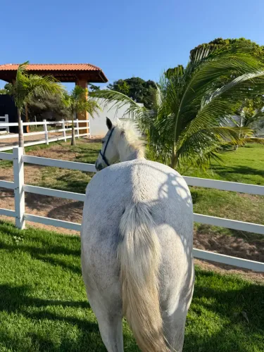 Cavalo quarto de milha