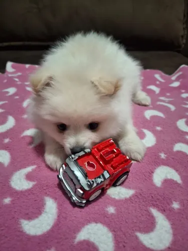 Filhote macho spitz alemão