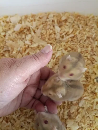 Hamster Anão Russo