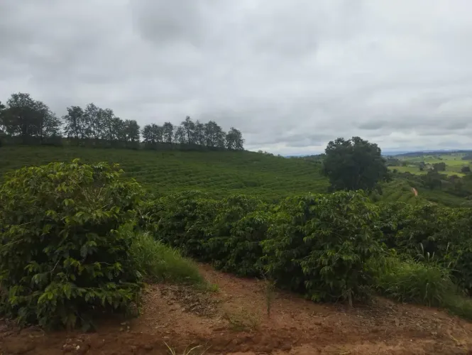 Sítio com 130 mil pés de café