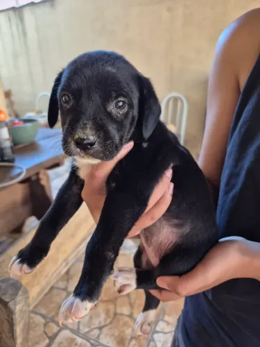 Estou doando essa cachorrinha fêmea 