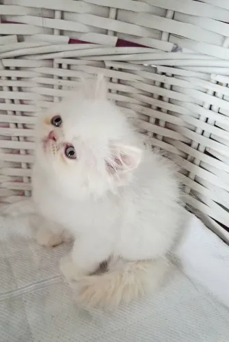 Filhote de gato persa